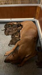 Rhodesian Ridgeback pups te koop ( reutjes), Rabiës (hondsdolheid), Overige rassen, 8 tot 15 weken, Meerdere