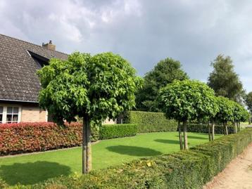 Bol Amberboom, Liquidambar Gumball, in diverse stamhoogte. beschikbaar voor biedingen