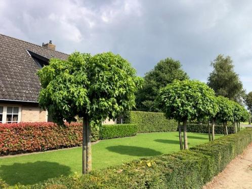 Bol Amberboom, Liquidambar Gumball, in diverse stamhoogte., Tuin en Terras, Planten | Bomen, Bolboom, 100 tot 250 cm, Volle zon
