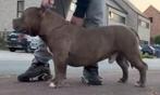 American Bully pocket dekreu, Dieren en Toebehoren, Honden | Dekreuen, Particulier, Rabiës (hondsdolheid), Reu, 1 tot 2 jaar