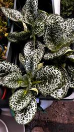 Streptocarpus Pretty Turtle, Ophalen, Overige soorten, Minder dan 100 cm