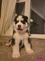 Mooie Siberische Husky pups zoeken een goud warm mandje, Dieren en Toebehoren, Parvo, 8 tot 15 weken, Poolhond, Meerdere