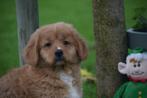 Nova Scotia Duck Tolling retriever pup, Dieren en Toebehoren, België, Overige rassen, 8 tot 15 weken, Meerdere