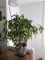 Kamerplant Ctenanthe lubbersiana, Huis en Inrichting, Kamerplanten, Ophalen of Verzenden, Halfschaduw, Minder dan 100 cm