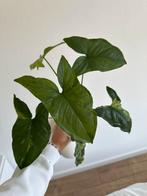 Syngonium mottled mohito, Huis en Inrichting, Kamerplanten, Ophalen, Halfschaduw, Minder dan 100 cm
