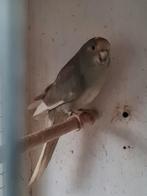 5 Kakarikis, Dieren en Toebehoren, Vrouwelijk, Parkiet