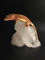 Wimpergekko red Lilly white, Dieren en Toebehoren, Hagedis, Tam, 0 tot 2 jaar