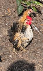 Koppel Serama's 12 weken oud, Dieren en Toebehoren, Pluimvee, Meerdere dieren, Kip