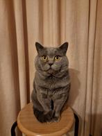 Britse Korthaar DEKKATER (niet te koop!), Dieren en Toebehoren