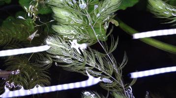 Hoornblad (Ceratophyllum) voor in het Aquarium.   beschikbaar voor biedingen