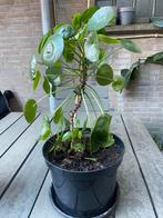 Hele mooie grote Pannenkoekplant in pot, Ophalen, Overige soorten, Halfschaduw, In pot