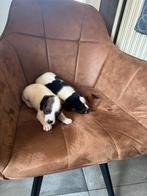 Te koop Jack Russell pups, Dieren en Toebehoren, Honden | Jack Russells en Terriërs, Rabiës (hondsdolheid), Jack Russell Terriër