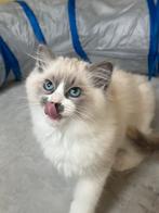 Prachtige stamboom ragdoll kittens te koop, Dieren en Toebehoren, Meerdere dieren, Gechipt, 0 tot 2 jaar