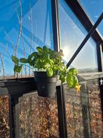 Pothouder voor hobbykas, Ophalen of Verzenden, Nieuw, Overige typen