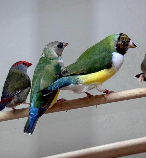 Gouldamadines koppel, Dieren en Toebehoren, Vogels | Overige Vogels, Tropenvogel, Meerdere dieren