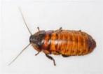 Dubia's vanaf 1.70 euro bij csreptiles, Spin of Schorpioen