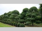 Carpinus betulus bonsai (Haagbeuk) 400-450 cm hoog en breed, Ophalen, Overige soorten, Volle zon