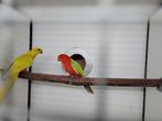 Gele koningsparkieten, Dieren en Toebehoren, Vogels | Parkieten en Papegaaien, Meerdere dieren, Parkiet