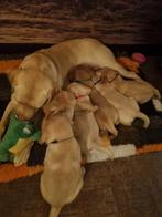Prachtige labrador pups in huis opgegroeid, Rabiës (hondsdolheid), 8 tot 15 weken, Labrador retriever, Eén hond