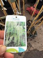 Wisteria of blauwe regens hoogte 100cm gee”nt 3 kleuren, Ophalen, Volle zon, Vaste plant, Klimplanten