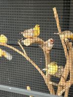 (Bonte) Zebravinken, Dieren en Toebehoren, Vogels | Overige Vogels, Meerdere dieren, Tropenvogel