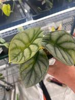 Silver dragon aurea variegata, Overige soorten, In pot, Minder dan 100 cm, Bloeiende kamerplant