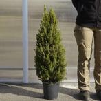 Picea glauca conica, Ophalen of Verzenden, Overige soorten, Minder dan 100 cm