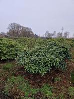 Rhododendrons xxl grote formaten alle kleuren, Tuin en Terras, Ophalen, Volle zon, Overige soorten