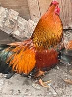 Gratis: wyandotte kriel hanen(6x), Mannelijk, Kip