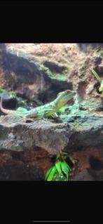 Twee basalisken te koop, Dieren en Toebehoren, Reptielen en Amfibieën, Amfibie, Tam