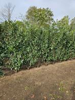 Prunus  Novita    zie beschrijving, Tuin en Terras, Planten | Bomen, Ophalen, Halfschaduw, Overige soorten, Lente