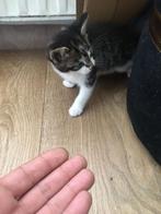 Europeese korthaar kittens te koop, Meerdere dieren, Kortharig, 0 tot 2 jaar