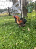 cochin kriel porselein haantjes, Dieren en Toebehoren, Pluimvee, Mannelijk, Kip