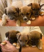 Jack Russel pups te koop, Dieren en Toebehoren, Jack Russell Terriër, 8 tot 15 weken, CDV (hondenziekte), Meerdere