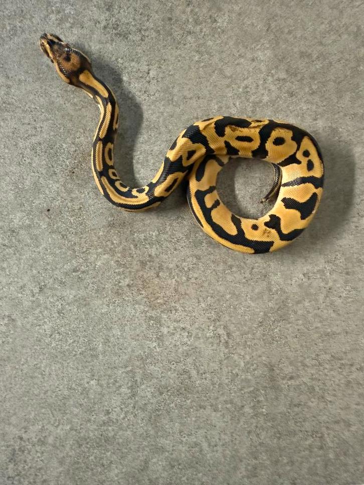 0.1 leopard desert ghost 66% het amur konings python, Dieren en Toebehoren, Reptielen en Amfibieën, Slang, 0 tot 2 jaar