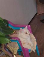 Sociale Britse Korthaar | Kater | Kitten, Dieren en Toebehoren, Katten en Kittens | Raskatten | Korthaar, Kater, Gechipt