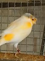 Kanarie  te koop, Meerdere dieren, Zangkanarie