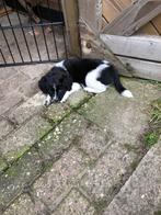friese stabij, Dieren en Toebehoren, Rabiës (hondsdolheid), 8 tot 15 weken, Meerdere dieren, Eén hond