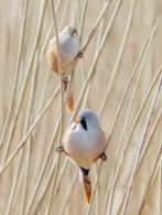Baardmannetjes( foto internet), Dieren en Toebehoren, Vogels | Overige Vogels, Meerdere dieren, Wildzangvogel