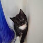 laatste kat zoekt een huis, Dieren en Toebehoren, Katten en Kittens | Raskatten | Korthaar, Poes, Ontwormd, 0 tot 2 jaar