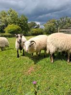2x Skudde ram lammeren, kunnen per september weg, Dieren en Toebehoren, Schapen, Geiten en Varkens, Mannelijk, Schaap