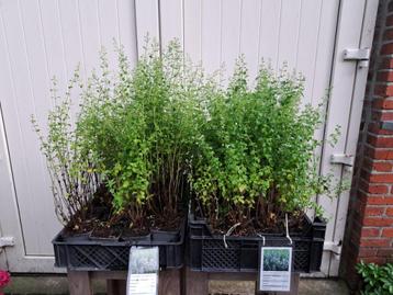 Bloeiende Calamintha Nepeta 'Nepeta' (Bergsteentijm) beschikbaar voor biedingen