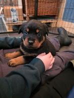 Prachtige Rotweiler pups, Parvo, 8 tot 15 weken, Meerdere, Meerdere dieren