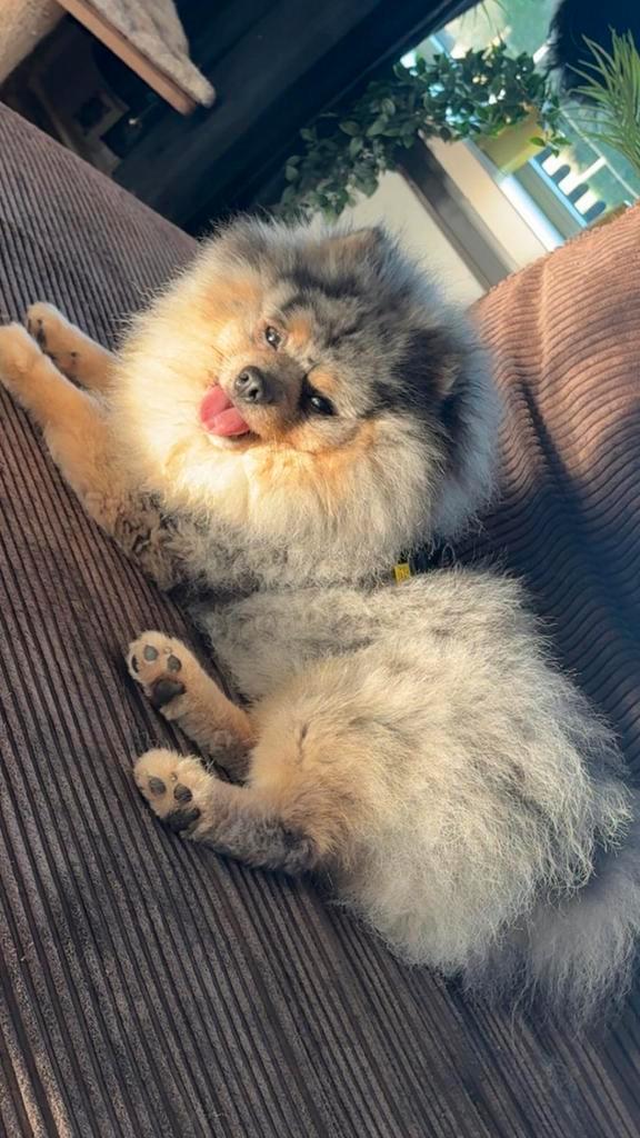 🐾✨ Lieve Pomeriaan merle Dekreu, niet te koop!, Dieren en Toebehoren, Honden | Dekreuen, Reu, Particulier, Eén hond, Nederland