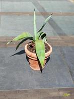 Agave in pot, Volle zon, Vaste plant, Bloeit niet, Ophalen