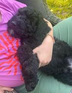 Lieve medium Australian Labradoodle pups van geteste ouders!, Dieren en Toebehoren, CDV (hondenziekte), 8 tot 15 weken, Eén hond