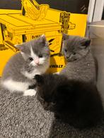 Kittens te koop!, Meerdere dieren