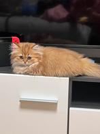Kitten meet Stamboom, Dieren en Toebehoren, Katten en Kittens | Raskatten | Korthaar, Ontwormd