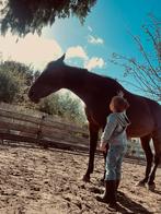 Verzorg(st)er gezocht omgeving Maasbommel/Dreumel, Diensten en Vakmensen, Dieren | Paarden | Verzorging, Oppas en Les