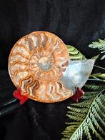 Ammoniet Paar - 2.2 kg - Madagaskar afmetingen 22 cm x 19 cm, Verzamelen, Ophalen of Verzenden, Fossiel